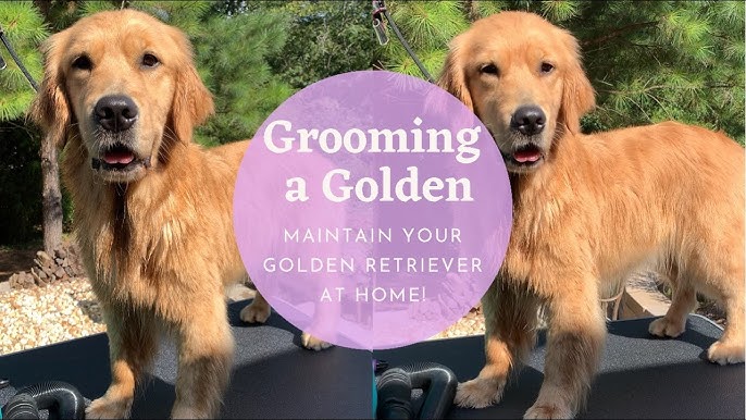 Golden Retriever Grooming Tips at Home: Expert Advice