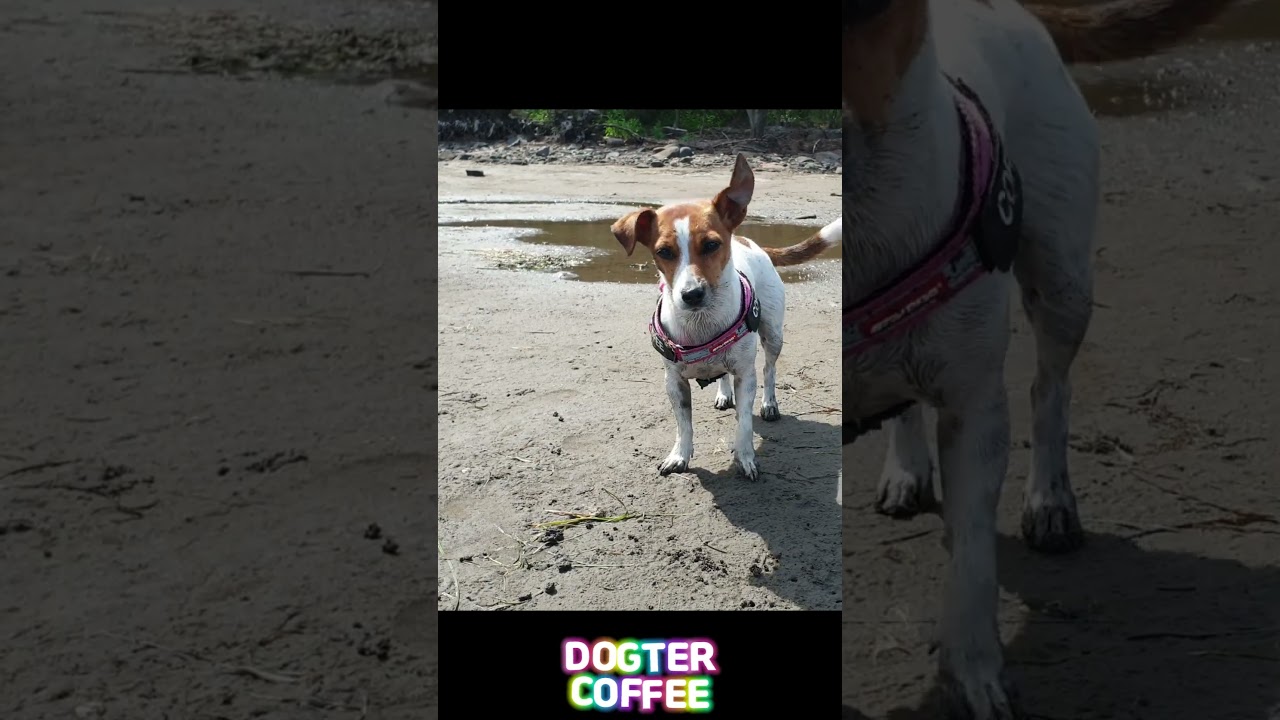 Muddy🐶| DOGTER COFFEE Jack Russell Terrier #shorts #fyp