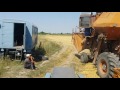 Уборка урожая пшеницы  2017