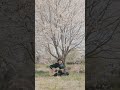 Sign - Tatsuya Maruyama / Fingerstyle Guitar #fingerstyleguitar #ソロギター