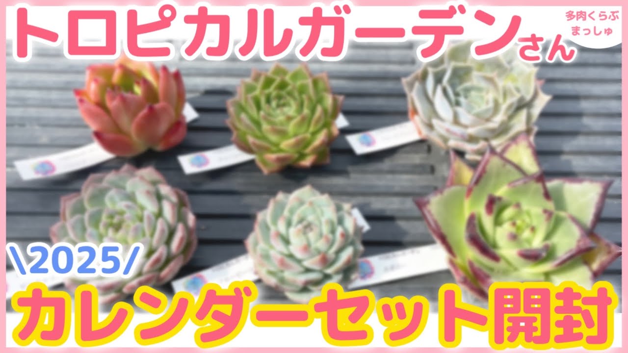 びっくりお値下げ❣️ジャンクガーデンに！ 三段キャビン台多肉植物