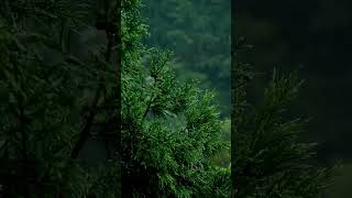 Rainy Forest Soundscape 4K Nature Video  sleep, meditation, study, soothing, relaxation, anxiety