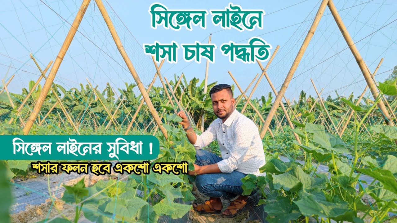 সিঙ্গেল লাইনে শসা চাষ, নাকি ডাবল লাইনে শসা চাষ! সিঙ্গেল লাইনে শসা চাষের বিস্তারিত নিয়ম। 