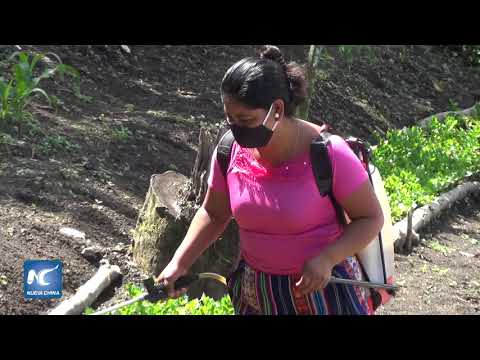 Pobladores guatemaltecos crean huertos comunitarios ante pandemia de COVID 19