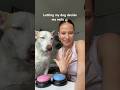 New nails  dog dogshort nails pets dogmom dogowner lifestyle beauty beautytips nailart