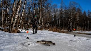 РЫБАК ЗАШЕЛ В ЛЕС НАШЕЛ ОЗЕРО И. РЫБАЛКА В АПРЕЛЕ 2026 НА ЖЕРЛИЦЫ И МОРМЫШКУ. ПОСЛЕДНИЙ ЛЕД КАРЕЛИЯ - 1 