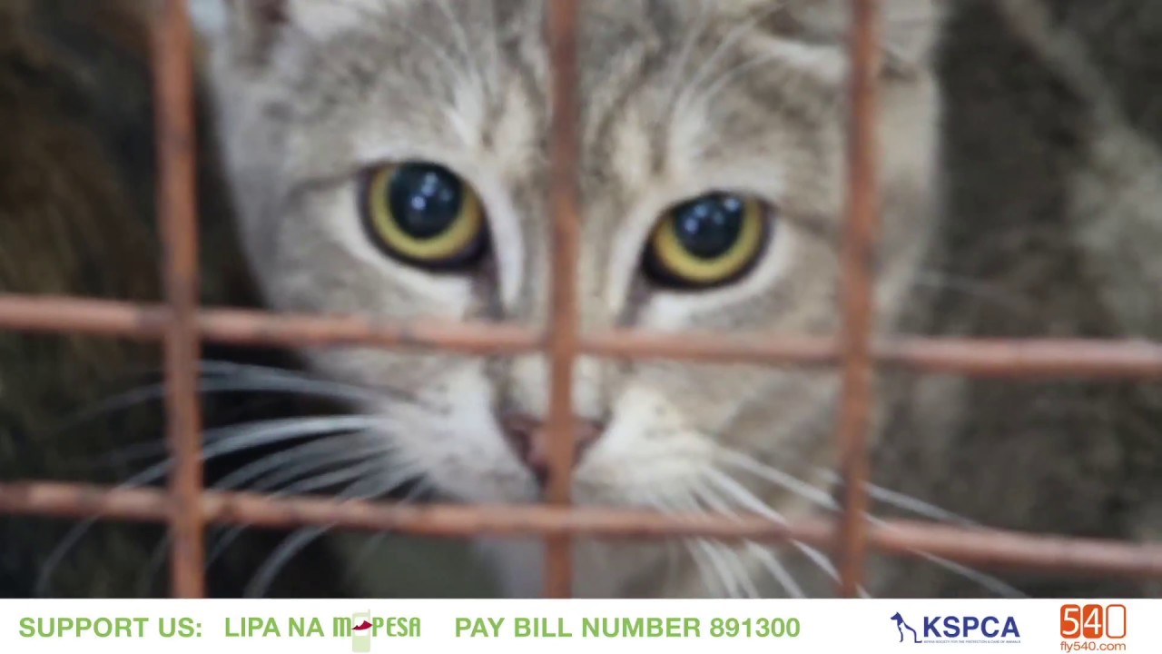 KSPCA Feral Cat Scheme