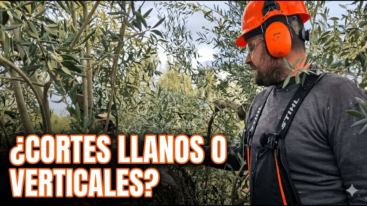 ¿Cortes Llanos o Inclinados?  Poda de Renovación en un Olivo que queda 100% Renovado