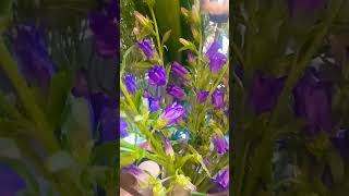 Download Lagu BEAUTIFUL VARIETY OF FLOWERS MP3 Download Lagu BEAUTIFUL VARIETY OF FLOWERS MP3