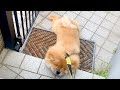 【あと一歩なのに…】お散歩帰り、玄関前で充電切れになったチャウチャウ犬