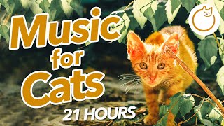 21 HOURS of Sleepy Cat Music - SO RELAXING