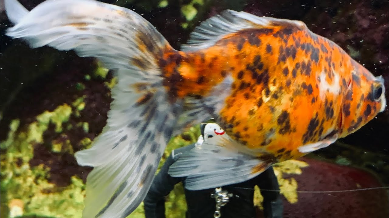 Гранулы для поедания декоративных золотых рыбок