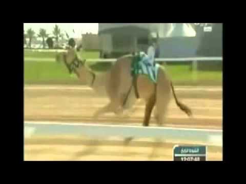 العابر ملك السيد محمد بن زايد المنصوري العابر ملك السيد محمد بن زايد المنصوري