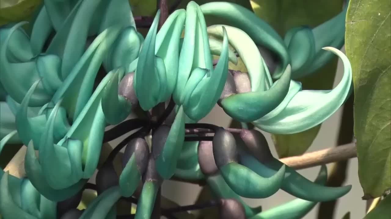 宝石の翡翠のような神秘的な色の花を咲かせる「ヒスイカズラ」見ごろ