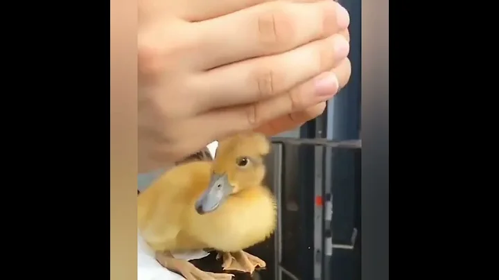 Funny Animals Videos #27