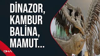 65 yılda toplanan 250 bin böcek ve 20 bin bitki örneği bu müzede sergileniyor