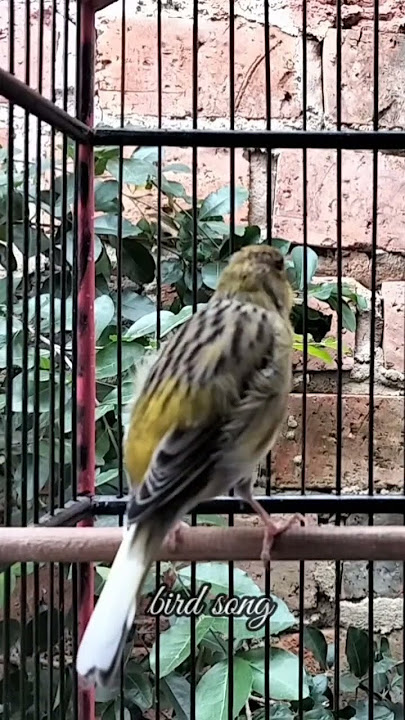 KENARI malas bunyi, Terapi untuk kenari masteran canary #canarysingtraining #kanareyka