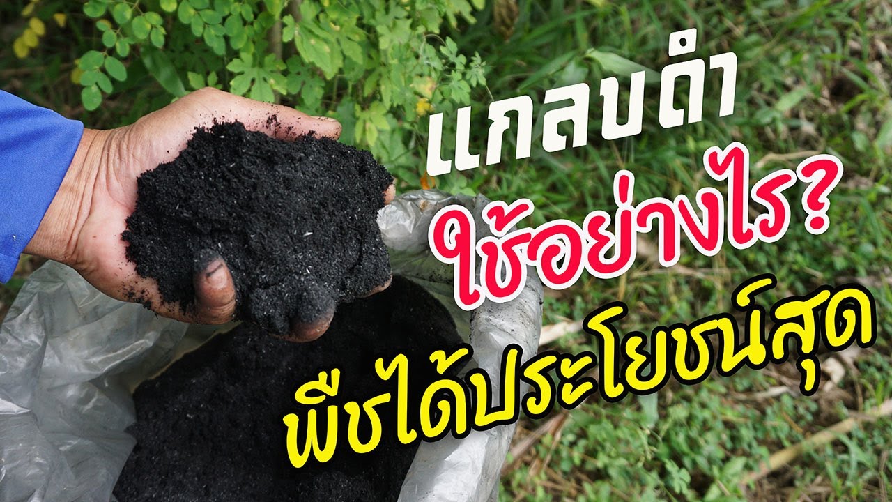 แกลบดำ! หรือแกลบเผา ใช้อย่างไรให้เกิดประโยชน์กับพืชมากที่สุด? ทนแล้ง โตไว ไม่มีโรคอีกต่างหากนะครับ