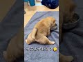 はじめてのごはん🐶🍚小さなお口で一生懸命もぐもぐ。たくさん食べて元気に大きくなってね🌱 #shorts My first meal🐶🍚I'm doing my best with