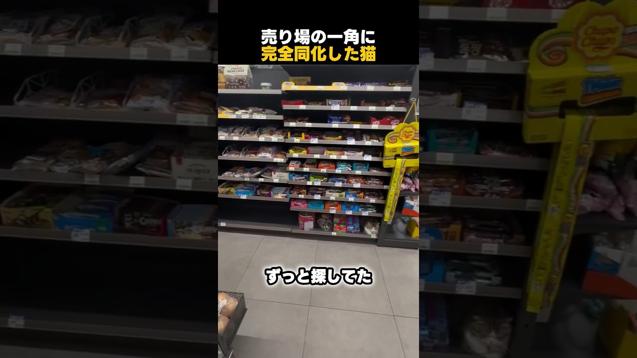 売り場の一角に完全同化した猫
