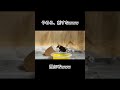 スズメバチを舐めてはいけない #shorts