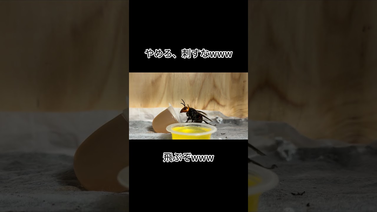 スズメバチを舐めてはいけない #shorts
