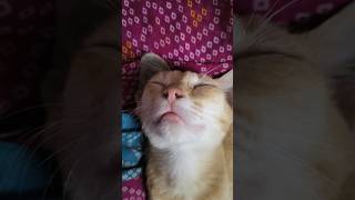 ❤️😺❤️ #cat #viral #shorts #shortvideo #cats #sleep
