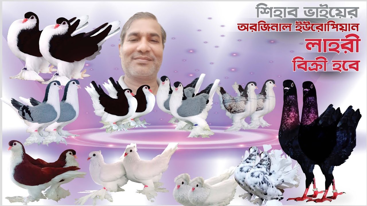 শিহাব ভাইয়ের টপ কোয়ালিটি লাহরী সিরাজি কবুতর কিনুন | Orhinal European Lahore Siraji pigeons available