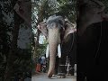 Chekkane Manasilayo ❤️❤️ #elephant #aanapremi #kerala