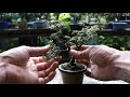 Bonsai diary ♯131「山師は雨が降ると仕事は休み そんな日は静かに盆栽いじり」素材 チャボヒバ (剪定/整枝)