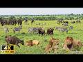 Our Planet | 4K African Wildlife - Great Migration from the Serengeti to the Maasai Mara, Kenya