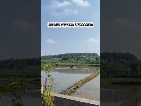 Bertani #shortvideo #subscribe #pedesaan