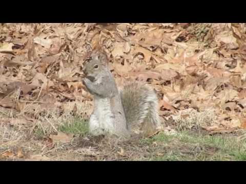 Video: 5 Gray Squirrels Nailigtas Matapos Ang Tails Naging Magkaugnay