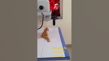 Our Brave Boy Simba Getting His X-Ray Done! Kitten Unwell! #shorts #cutekitten #catvideos
