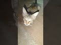 ഇതാണ് ആ മുഖം #cat #petlover #funny