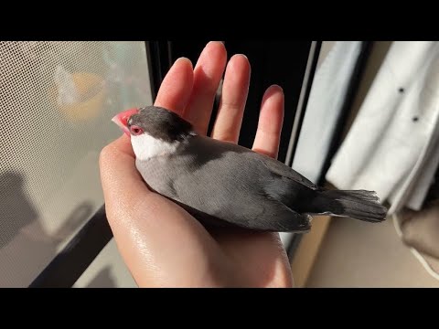 手のひらで気持ち良さそうに日向ぼっこする文鳥　java sparrow