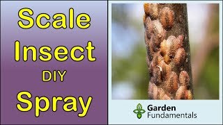 Scale Insect Control 