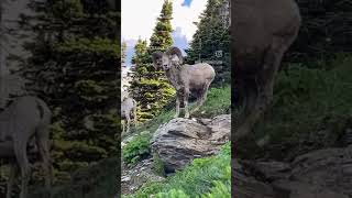 These Song S Have Always Made Me Laugh So Here We Go sheep goats shorts