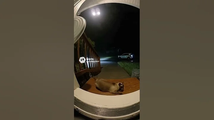 Video 11623701: blue eyed siamese cat