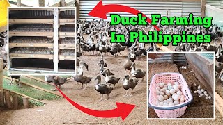 Duck Farming in Philippines | Incubation to Laying Egg