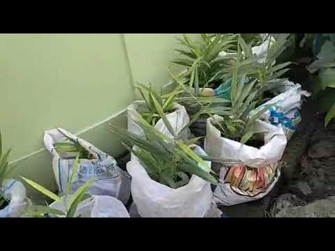 Berkebun Di Perum Dian Regency Sukodono Rt 63 Youtube