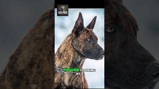 German Shepherd vs Dutch Shepherd – Who Would You Trust?....#GermanShepherd #DutchShepherd #dog #gsd