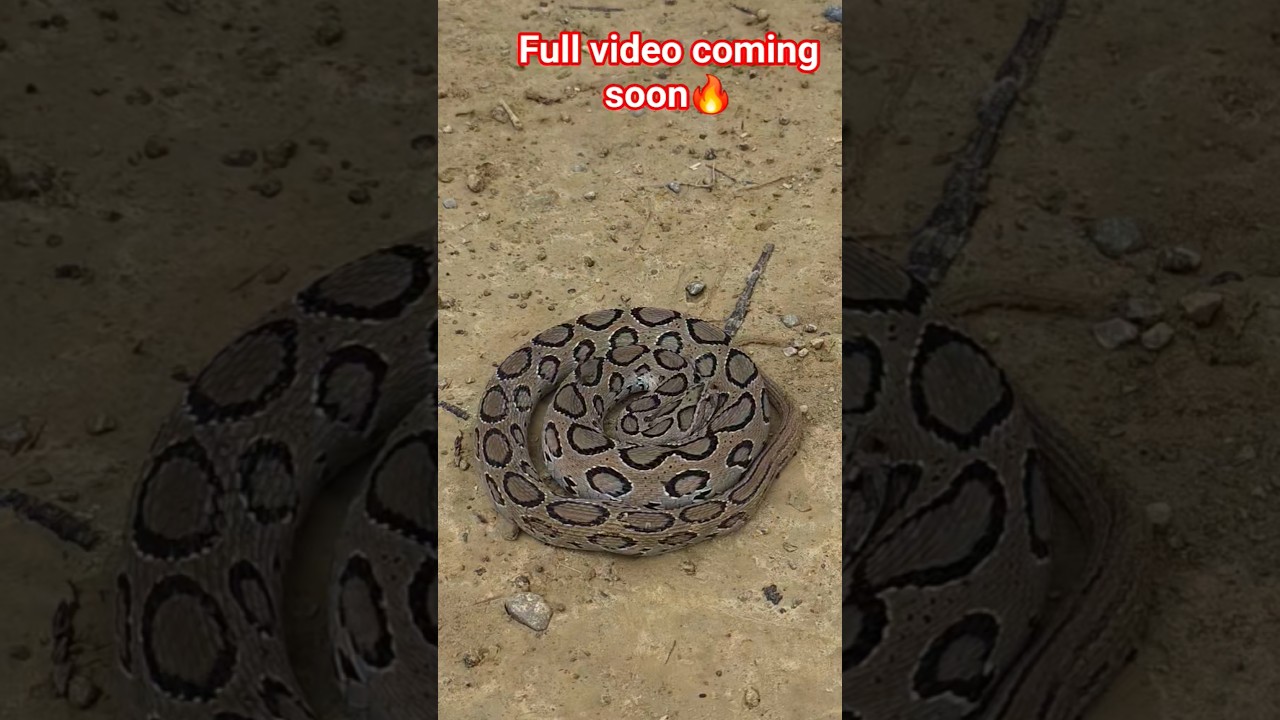 Full video will be released soon 