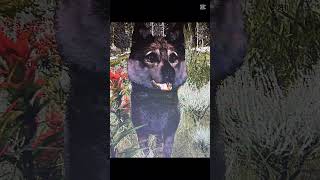 Idk anymore #wolves #wolf #wolfquest #edit #silly #memes