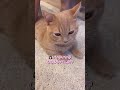 かまって欲しい時に「ママっ」と喋る子猫が愛おしすぎる...