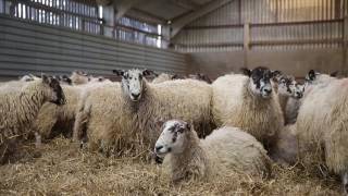 Charollais Sheep