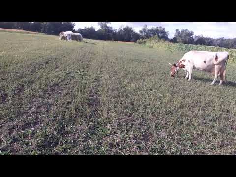 Видео: Бывают ли выкидыши у коров?