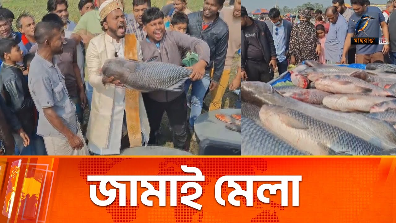কোন জামাই কত বড় মাছ কিনলো তা নিয়ে তুমুল প্রতিযোগিতা | Maasranga News