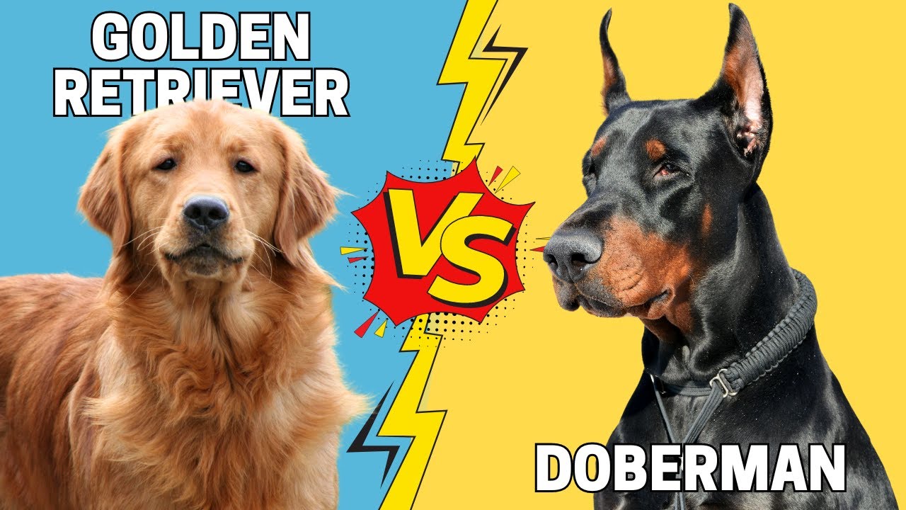 Золотистый ретривер или доберман: кто лучше подойдет именно вам?