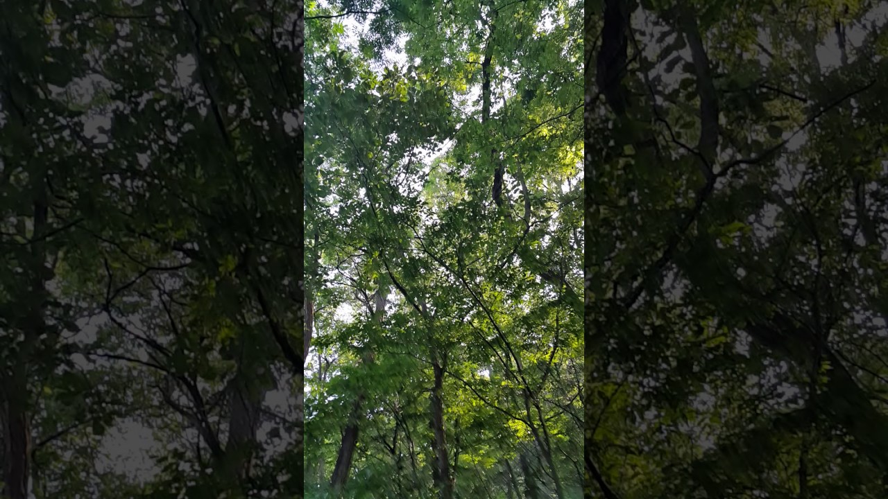 Woodpecker sound - YouTube